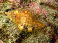Cymatiidae