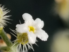 Johnstonella racemosa
