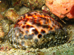 Cypraea tigris