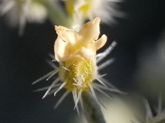Johnstonella racemosa
