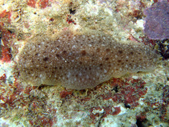 Dendrodoris elongata