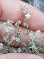 Johnstonella racemosa