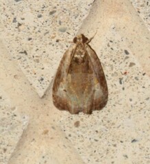 Olethreutes punctanum