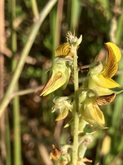Crotalaria pallida
