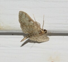 Herpetogramma aeglealis