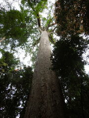 Tieghemella heckelii