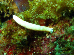 Dermatobranchus albus