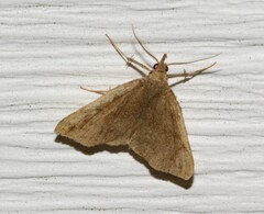 Phalaenostola eumelusalis