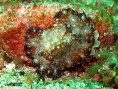 Discodoris boholiensis