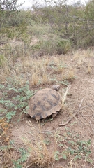 Chelonoidis chilensis