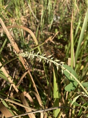 Crotalaria pallida