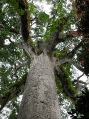 Tieghemella heckelii