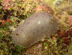 Discodoris coerulescens