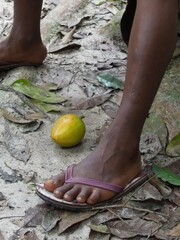 Tieghemella heckelii