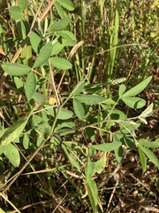 Crotalaria pallida