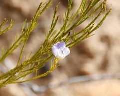 Psoralea