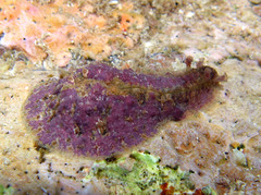 Dolabrifera dolabrifera