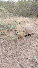 Chelonoidis chilensis