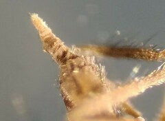 Peromyia