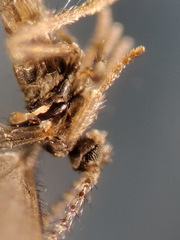 Peromyia