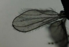 Peromyia