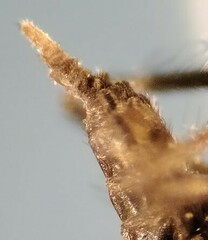 Peromyia