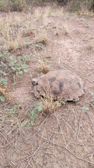 Chelonoidis chilensis