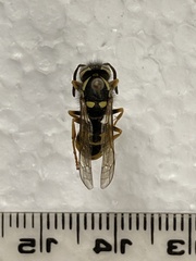 Vespula atropilosa