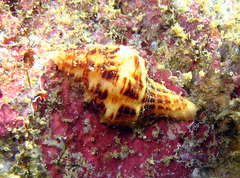 Latirus polygonus