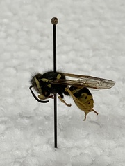 Vespula atropilosa