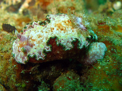 Glossodoris acosti