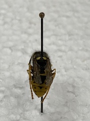 Vespula atropilosa
