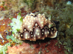 Goniobranchus geometricus