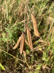 Crotalaria pallida