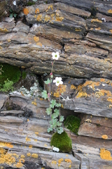 Saxifraga cernua