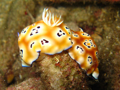 Goniobranchus leopardus