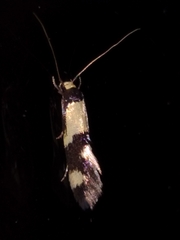 Opogona comptella