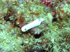 Goniobranchus verrieri