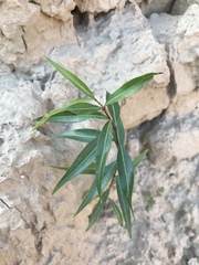 Periploca sepium