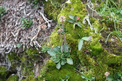Micranthes hieraciifolia