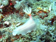 Hypselodoris bullockii