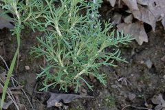 Eriophyllum confertiflorum