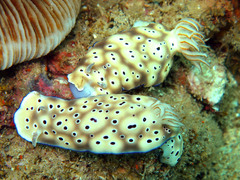Hypselodoris tryoni