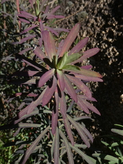 Euphorbia amygdaloides