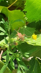 Athaumastus haematicus