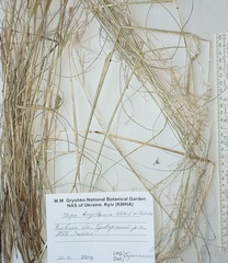 Stipa borysthenica