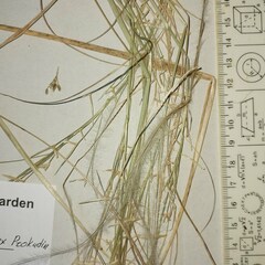 Stipa borysthenica