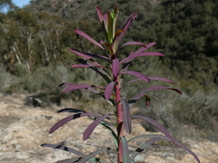 Euphorbia amygdaloides