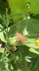 Athaumastus haematicus