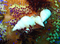 Echineulima asthenosomae